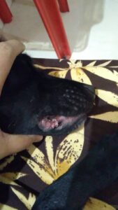 p_3signal-2023-03-03-072223.jpeg -- Wart on Feb 26, 2023