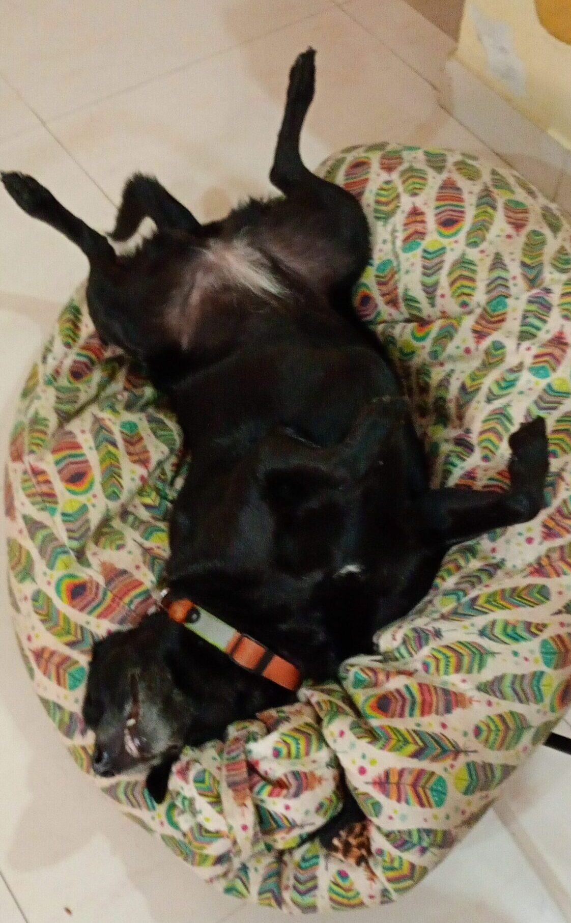 A black dog is resting in her bed