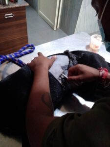 ddfa630623ab439ca9e6bd31363e6202 -- Kaalu the fifth before surgery