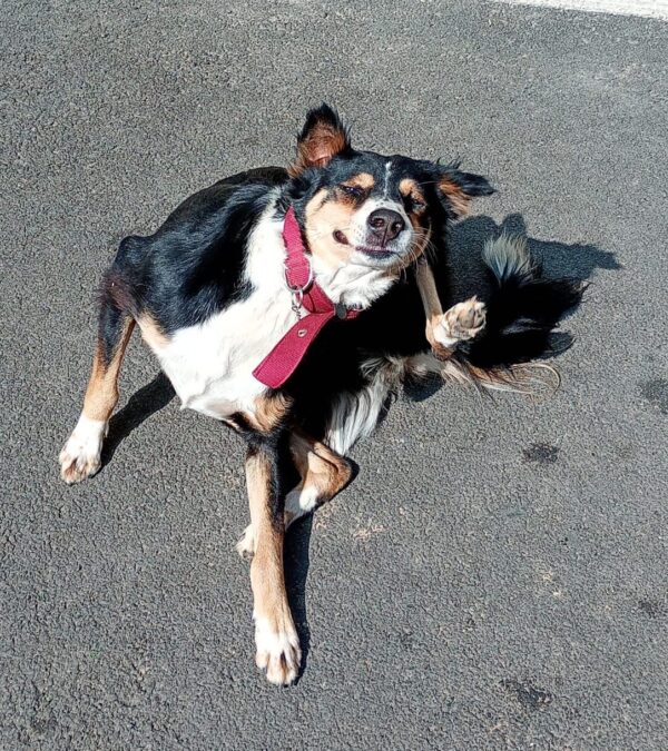 A dog is scratching himself in a sunny February day in Bengaluru, India
